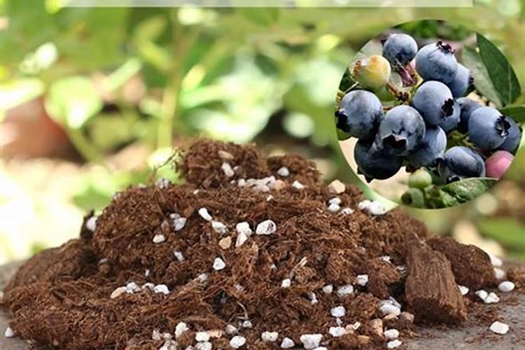 硝酸钾水溶肥能用于蓝莓种植吗？