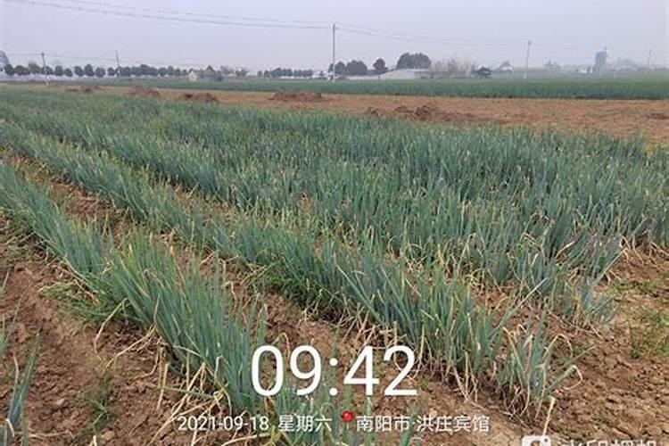 自己种的葱拿什么施肥