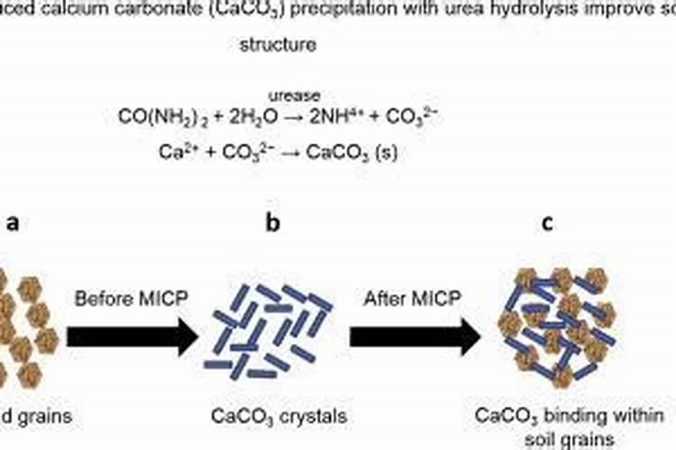 旱金莲如何养殖