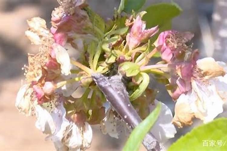 怎样对移栽后的树木浇水