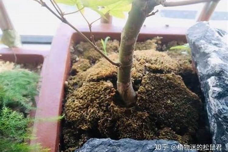 重庆西药批发最便宜在哪里