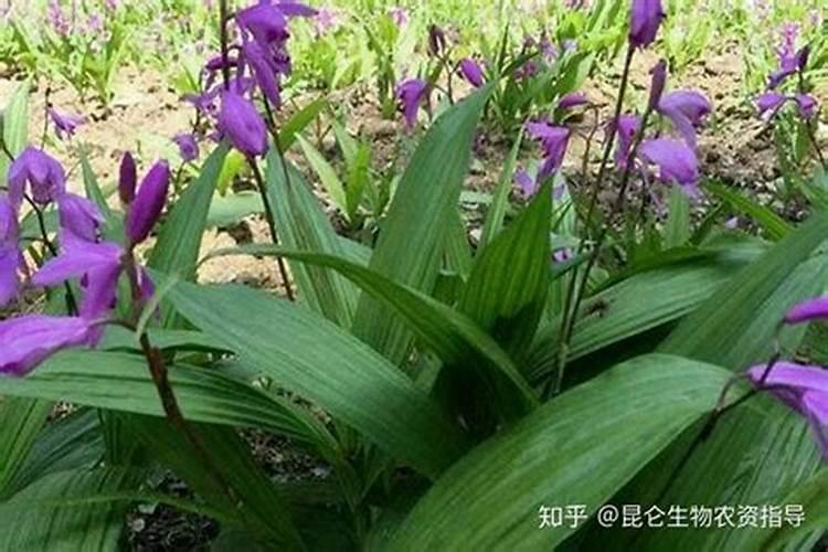 麦冬追什么肥好