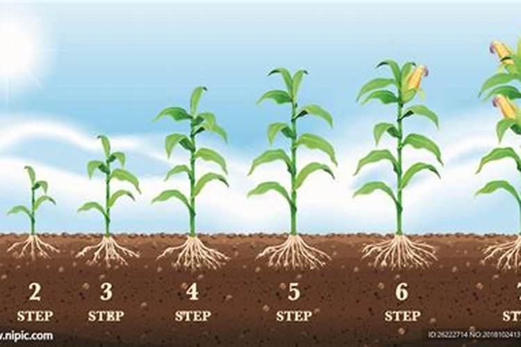 种植玉米用什么钾肥