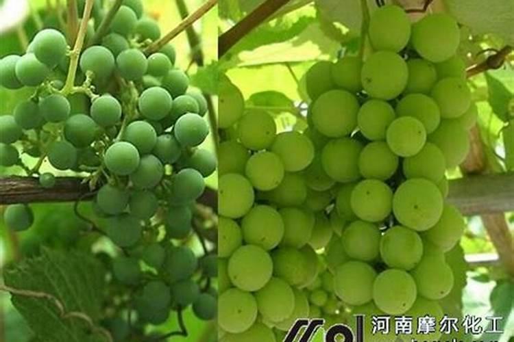 桂花叶子喷什么叶面肥最好