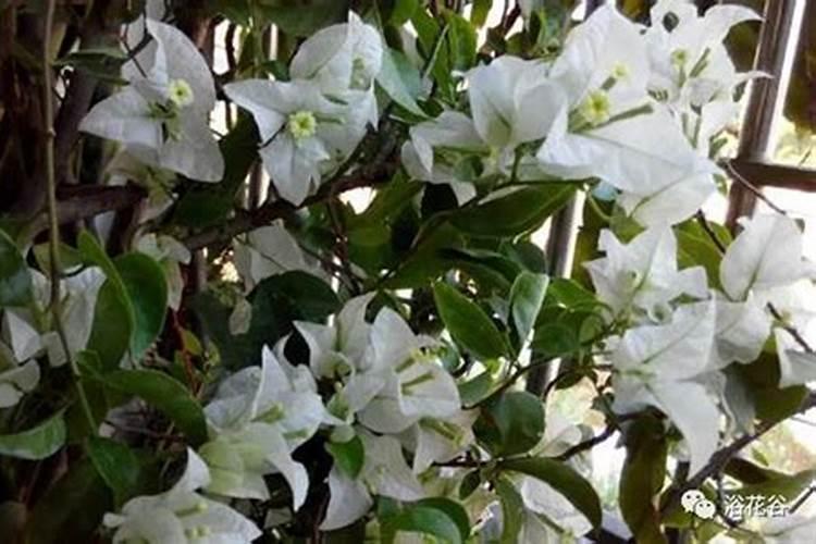 小麦在什么期间可打叶面肥