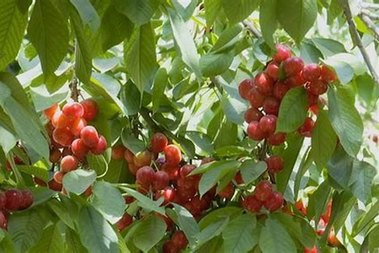 樱桃用矿源黄腐钾量？大樱桃栽植使用矿源黄腐酸钾有什么用