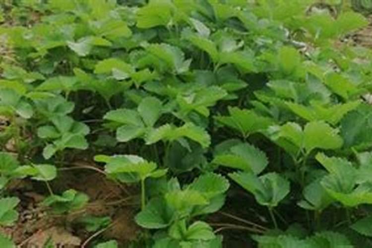 草莓苗种植多久能施肥 草莓幼苗施肥注意事项