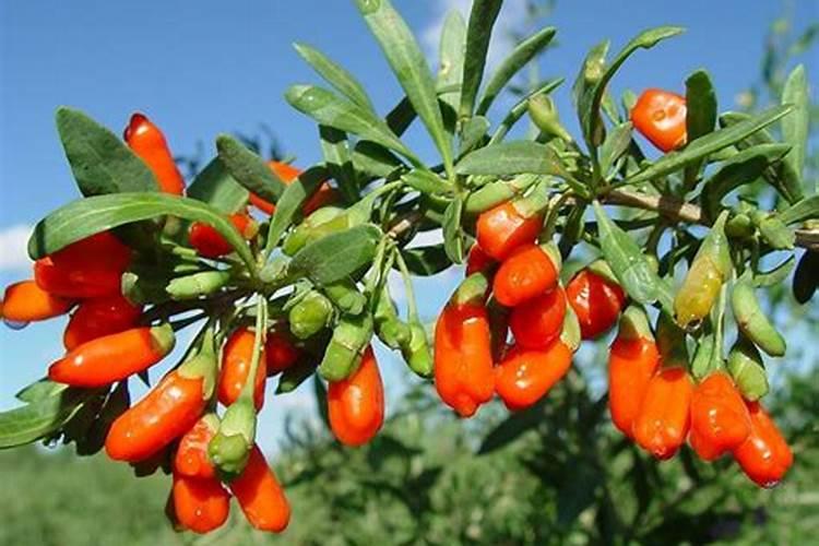 玉米叶面肥的配方大全