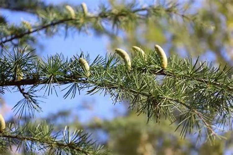 豆角叶子发黄是什么病