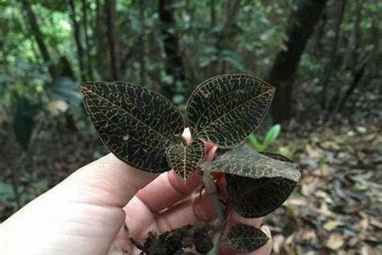 甜柿子嫁接方法 甜柿子树是怎么嫁接来的