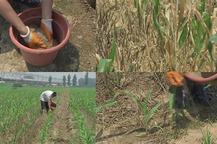 给玉米追肥怎么追好