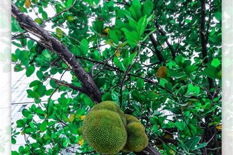 氮肥与尿素肥有什么区别