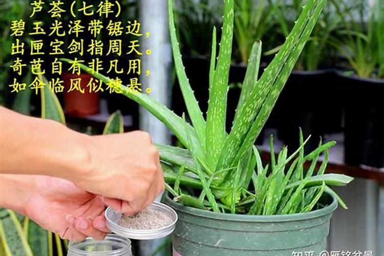 三角梅开花期间能施肥吗？