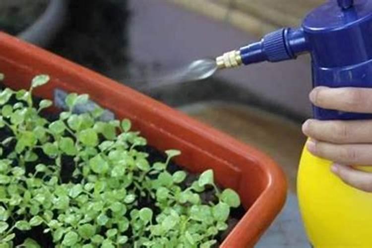 氮肥适用哪些花卉