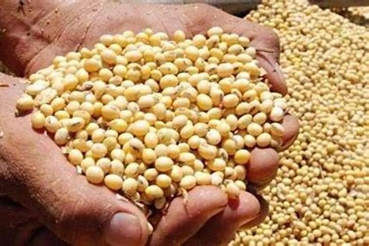 豆子用什么肥料好？