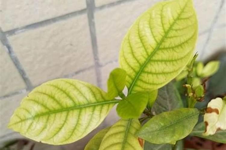 栀子花如果硫酸亚铁浇多了 怎么补救 已经出现了黄叶褐叶!