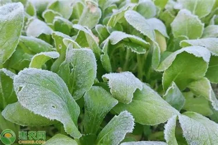 红枣树如何防冻？