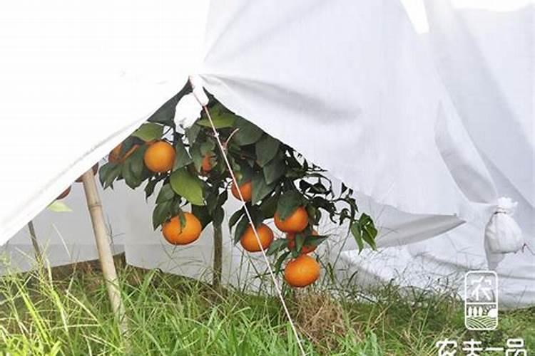 油茶树用什么肥料比较好