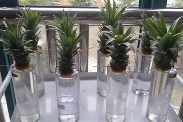 果树什么时期喷施叶面肥,上色增甜膨大用什么肥料好,叶面肥促花保果怎 ...