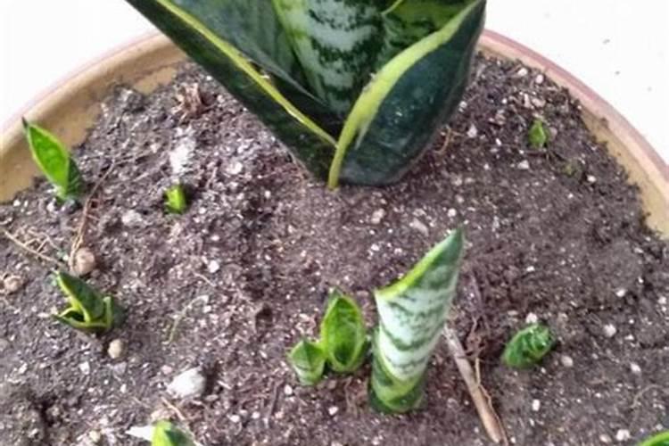 夏季虎皮兰如何施肥芽儿长得粗又壮