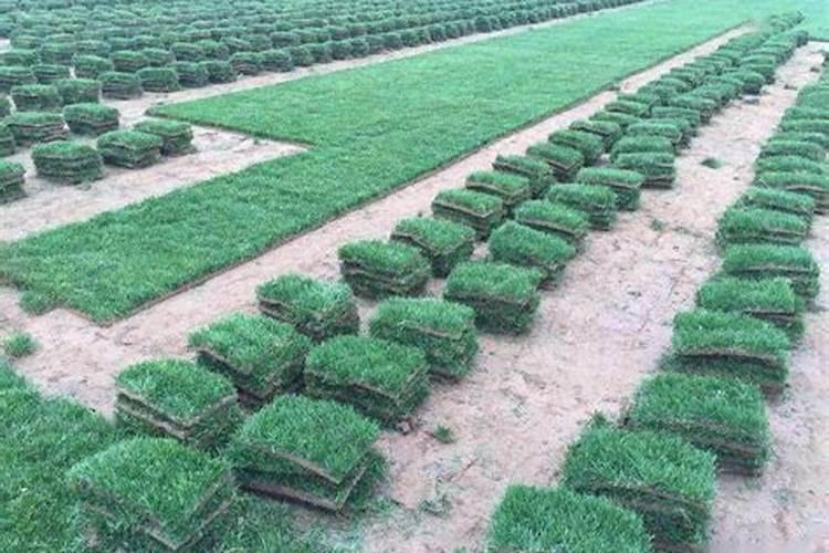 新种的草坪什么时候施肥