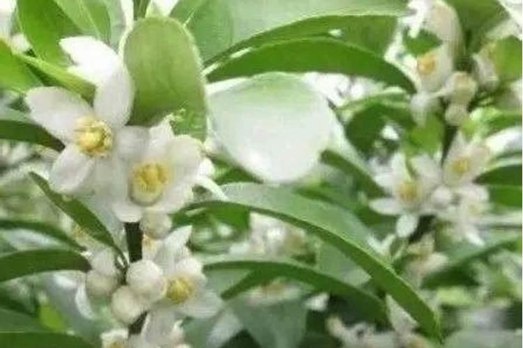 柑橘开花了应该挑选什么样的肥料