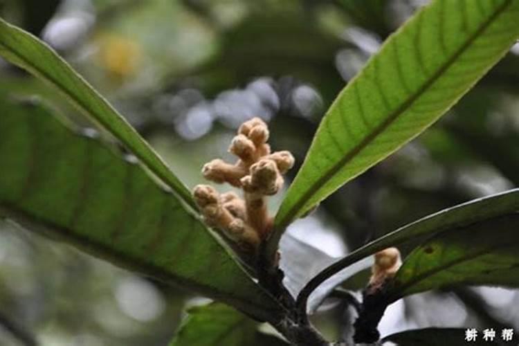 杨梅树施用硫酸美有什么好处+,什么时候施肥？