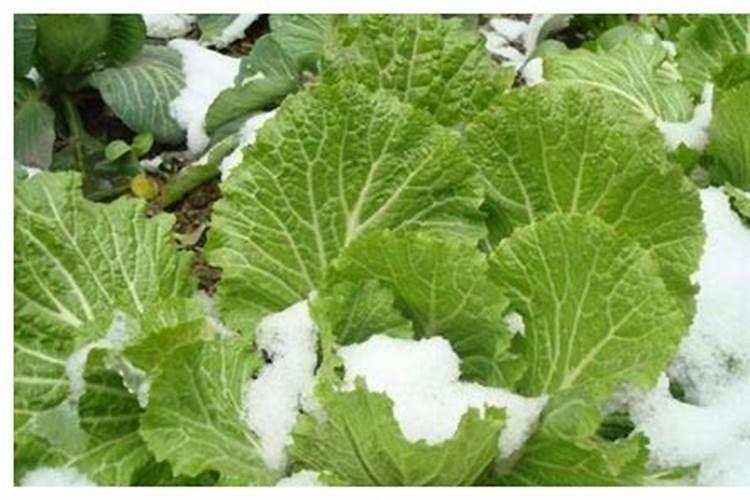 樱桃授粉多长时间下雨没事