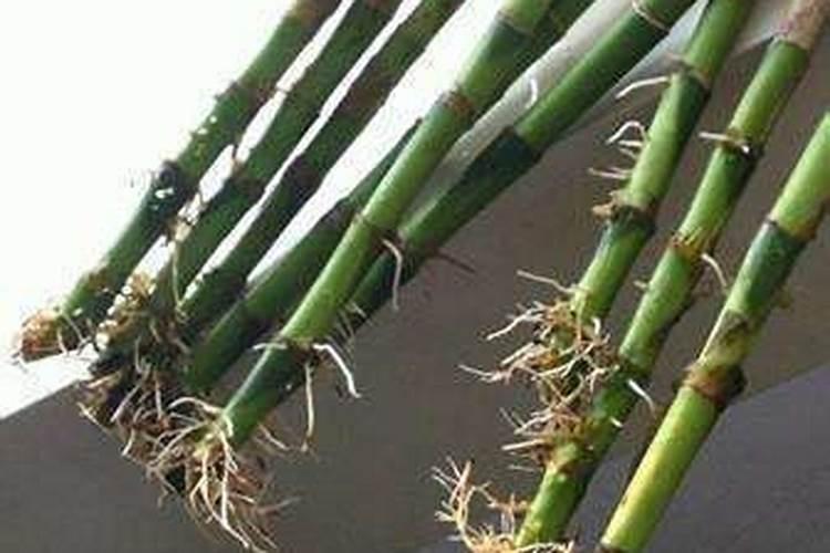 河北康诺肥业有限公司是做什么的