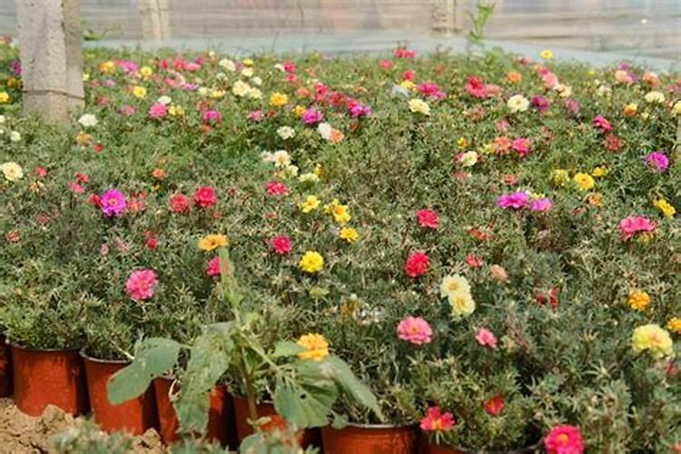 附近有机肥生产厂家(河北有机肥生产厂家)