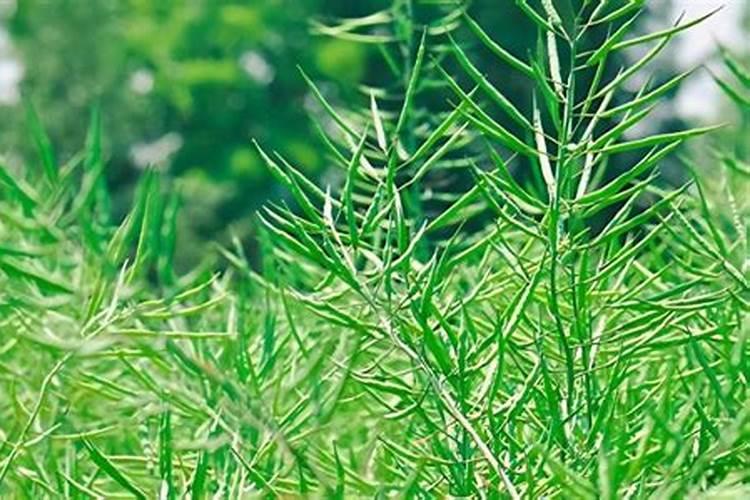 全国最大的苗木批发市场在哪里、中国的苗木批发市场有哪些