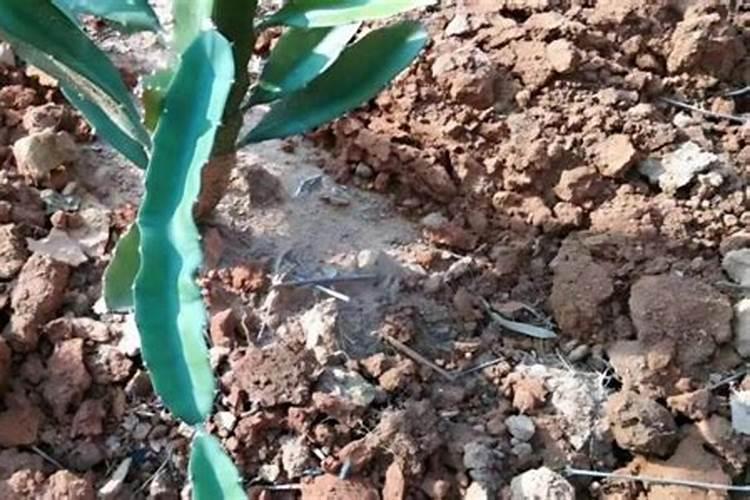 怎么种火龙果 火龙果怎么种