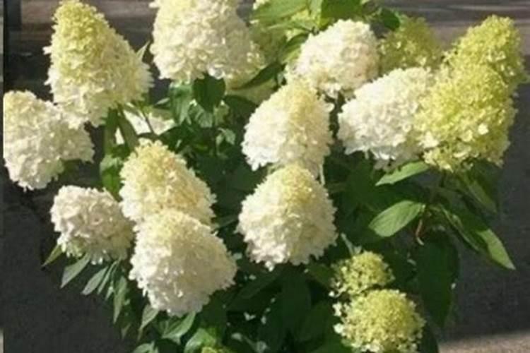 圆锥绣球的养殖方法和注意事项