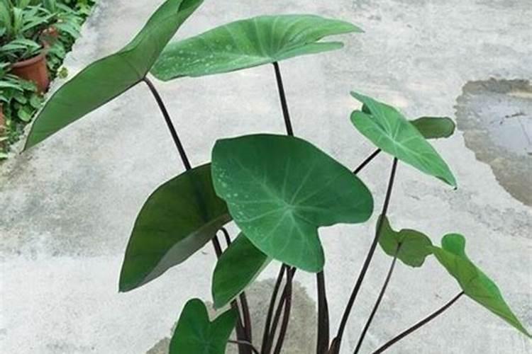 魔芋最忌三种肥料