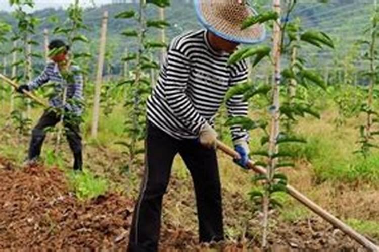 百香果施肥用什么肥料合适 种植百香果施5种肥结果多