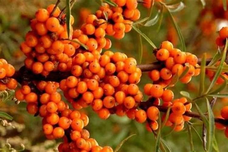 沙棘树栽两月没长叶是不是死了？