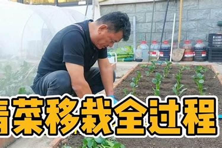 玄参种植六大注意事项介绍!