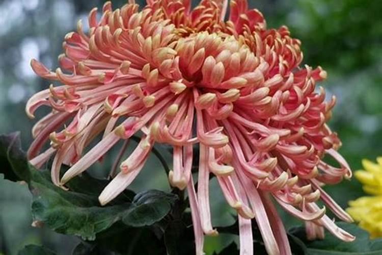 秋季花卉栽培管理措施