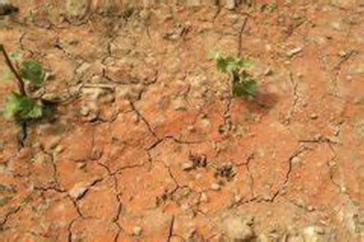 种大葱用什么肥料,肥料用多了怎么办