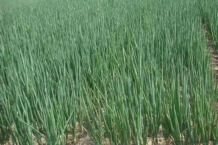 有机肥栽大葱行不行