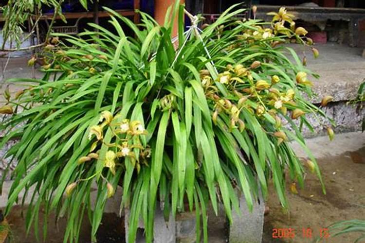 虎头兰的养殖方法和注意事项