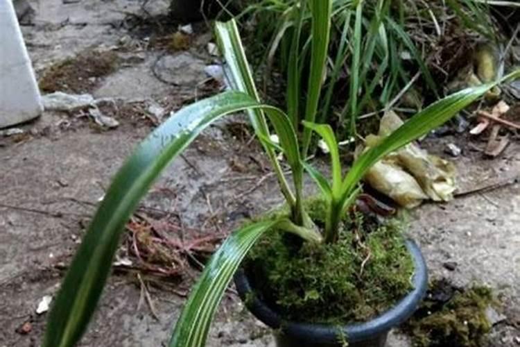 虎头兰的养殖方法和注意事项