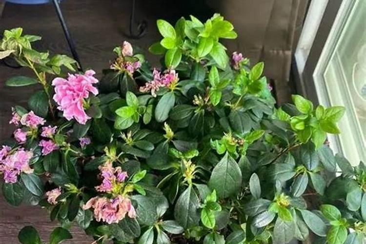 杜鹃开完花以后应该怎么办