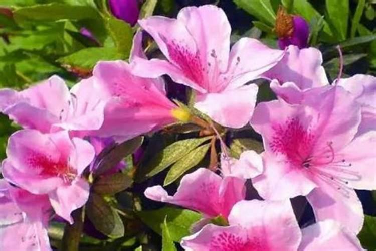 杜鹃花多久服盆