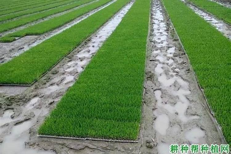 水稻移栽前用什么药剂,移栽后几天开始返青