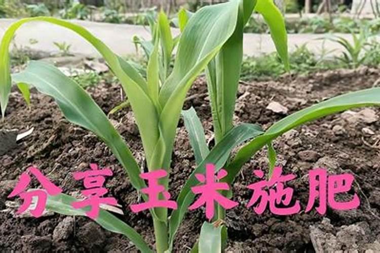 玉米出苗多久才能施第一次肥