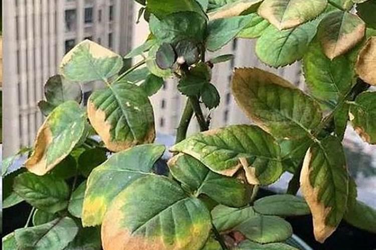 秋冬虫害爆发期!茶山该如何平稳渡过？