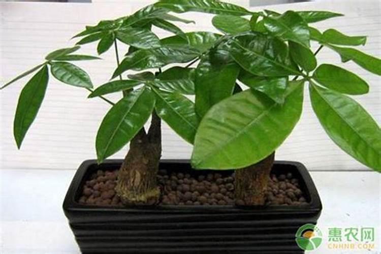 氮肥到底是植物增产利器还是品质杀手？看完你就明白了