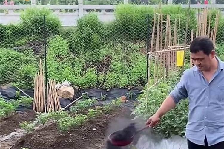 豆角开花结荚期施什么肥水好