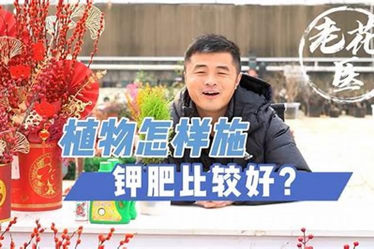 碗莲施钾肥的正确方法